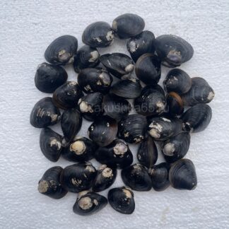 Corbicula