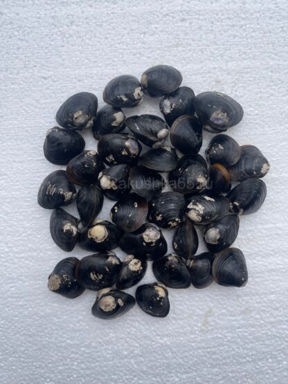 Corbicula