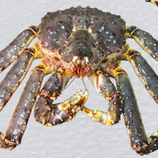 Краб Камчатский живой