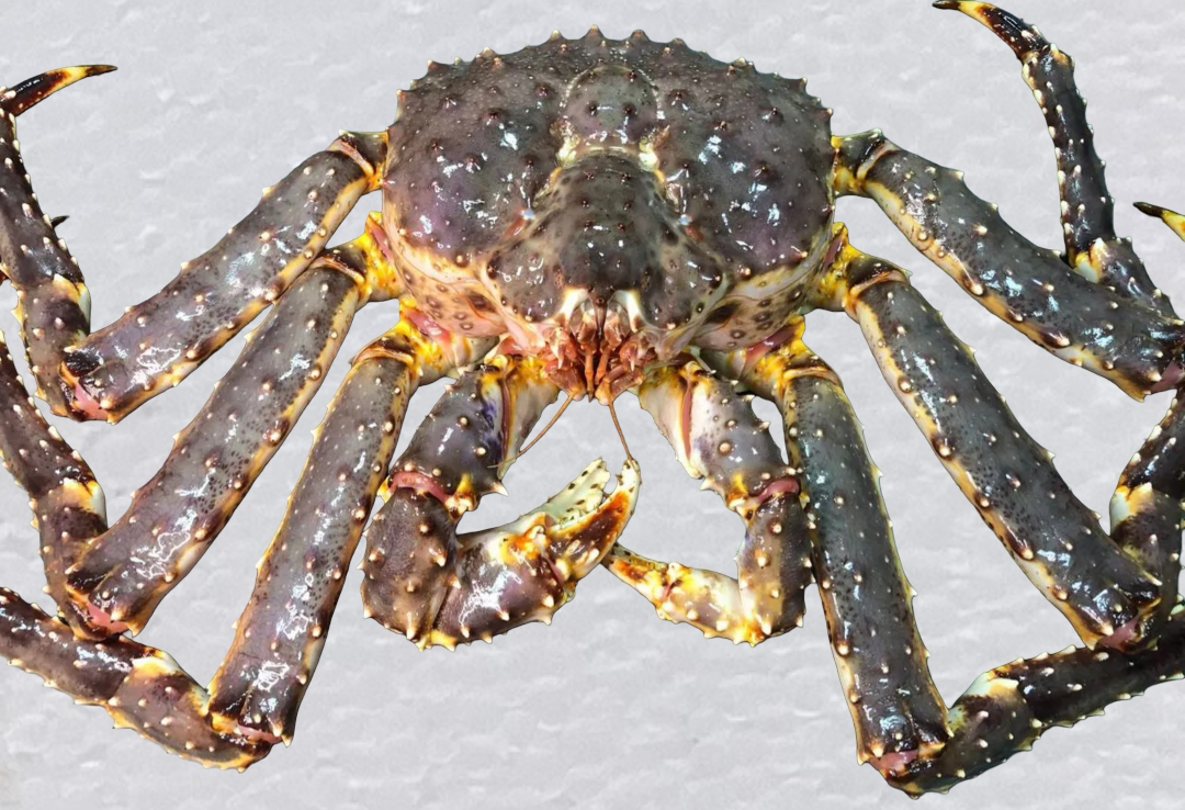 Краб Камчатский живой